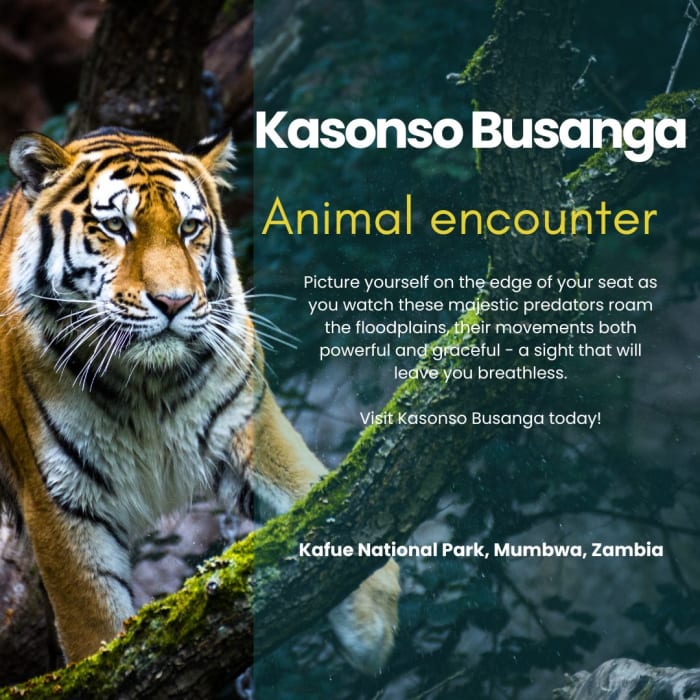 Offering the best wildlife viewing in Kafue National Park
