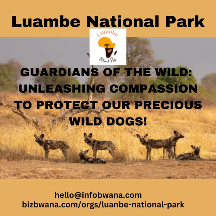 In Zambia, African wild dogs were historically distributed in various ecosystems, including grasslands, savannas, and woodland areas.