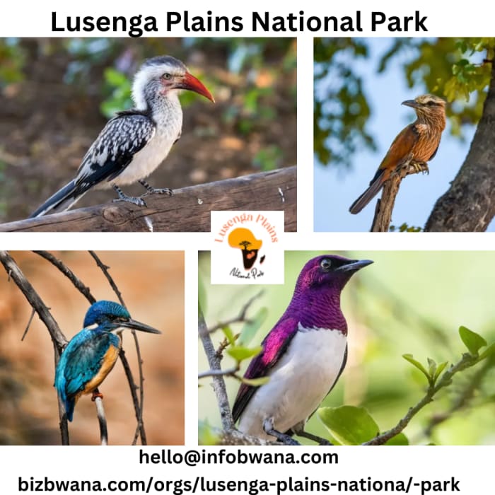 Visit Lusenga Plains National Park Nchelenge, Zambia's bird watcher's paradise