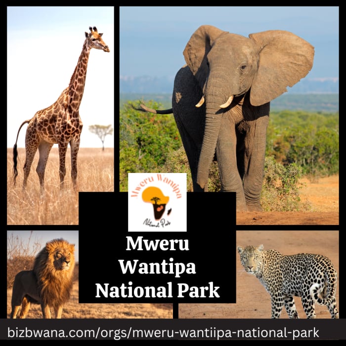 Embark on an exhilarating adventure into the heart of untamed wilderness at Mweru Wantipa National Park in Zambia!