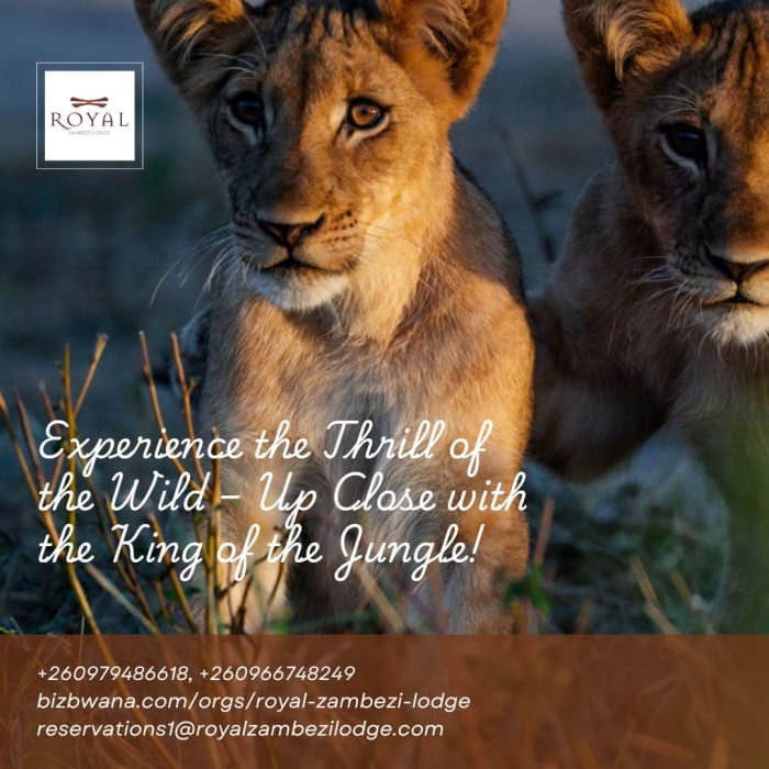 A royal encounter with the king of the jungle
