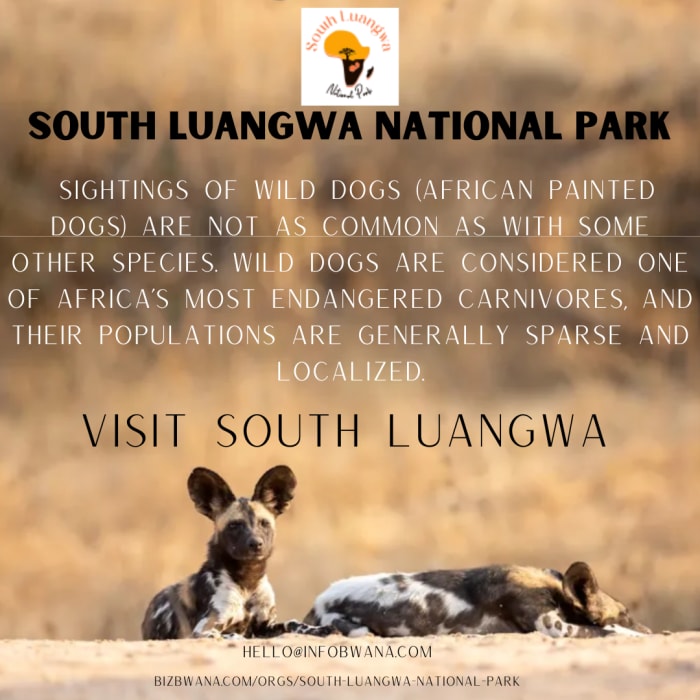 Wild dogs are considered one of Africa's most endangered carnivores, and their populations are generally sparse and localized.