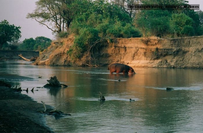 Experience the Wilderness at Kasanka National Park with The Trust