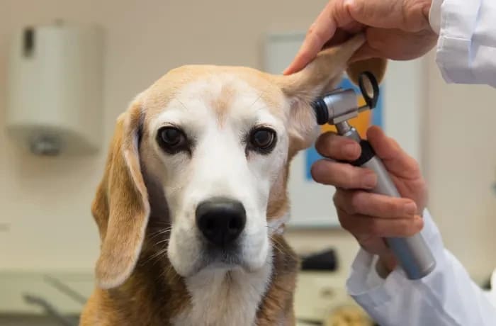 Veterinary care and pet services in Lusaka