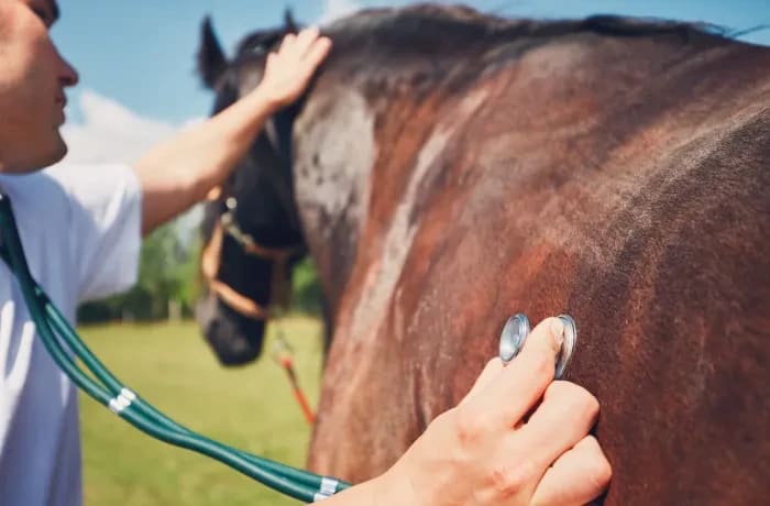  At Glencoe, your horse isn’t just a patient — it’s part of the family.