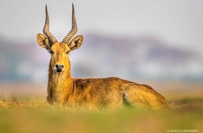 Experience the wild heart of Zambia at Kasonso Busanga Camp