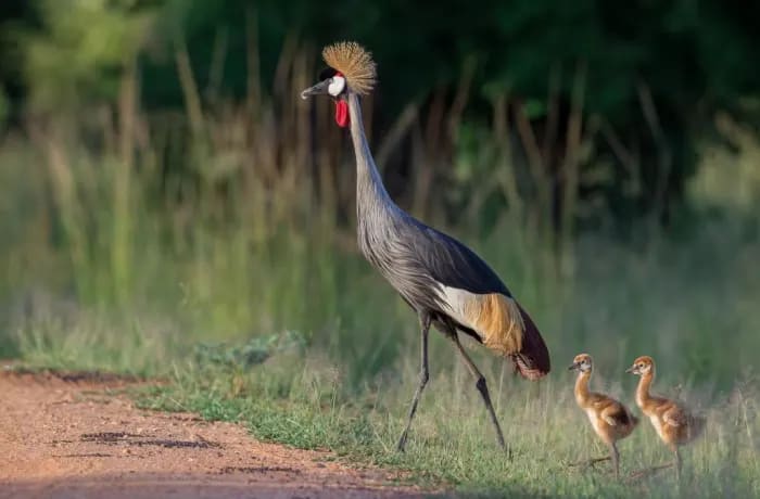 The crested crane, specifically the Grey Crowned Crane (Balearica regulorum), is not typically found in Nsumbu National Park, Zambia. 