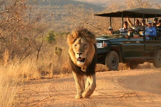 Adorable Safari and Tours image