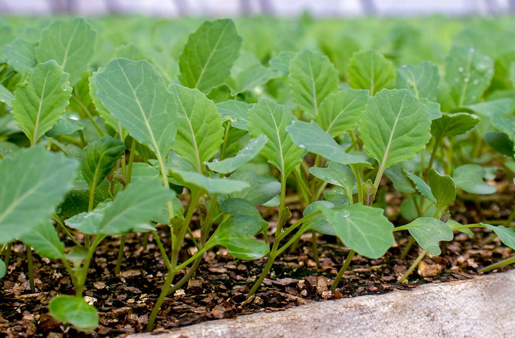 Amiran | Seeds & Seedlings, Agrochemicals in Lusaka, Zambia