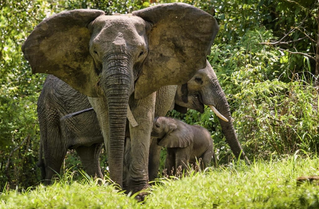 Isangano National Park image