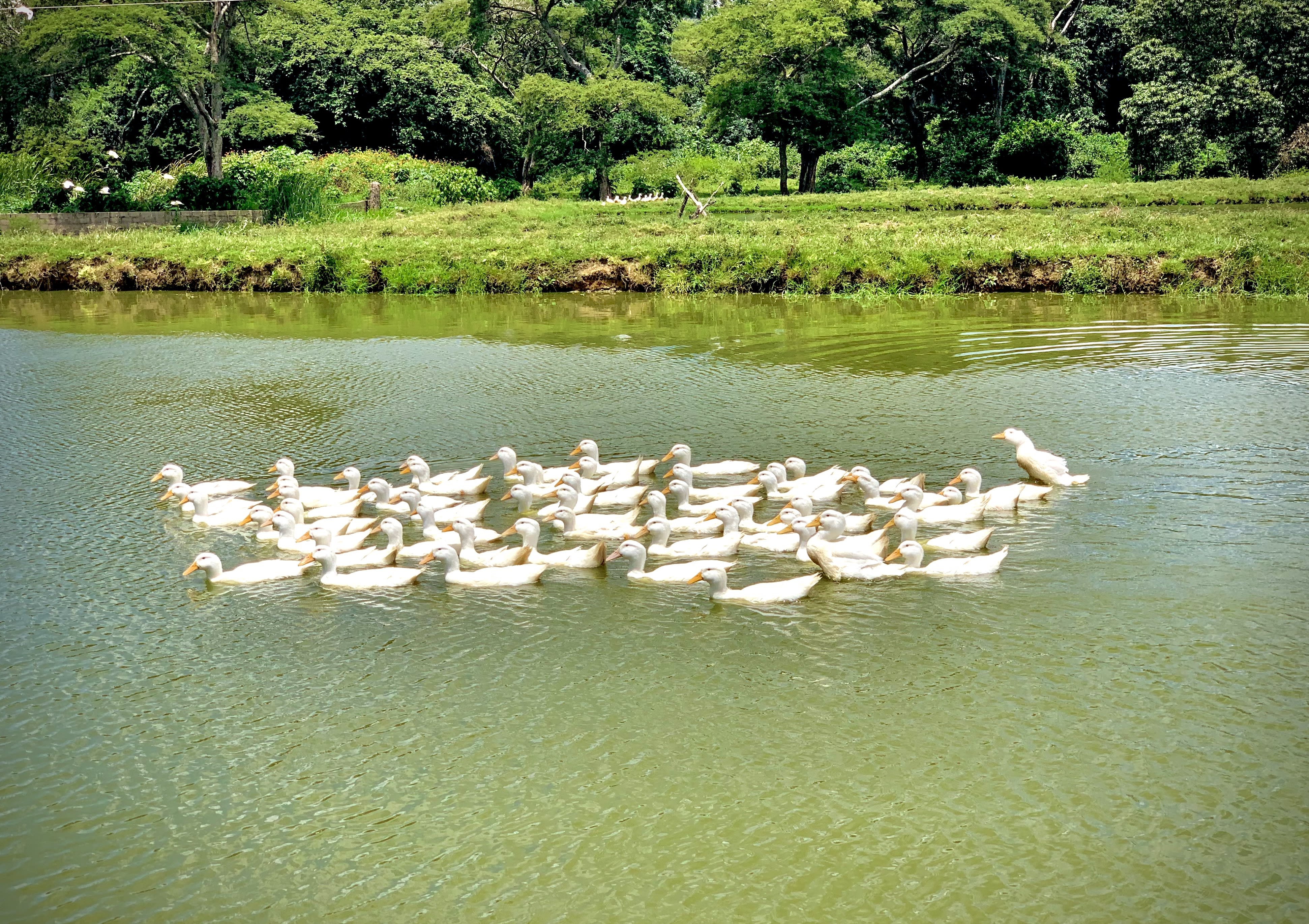 Kalimba Reptile Park image