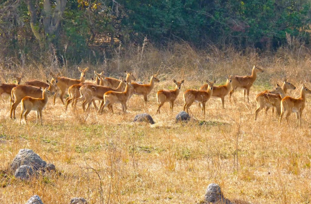 Kasanka National Park image