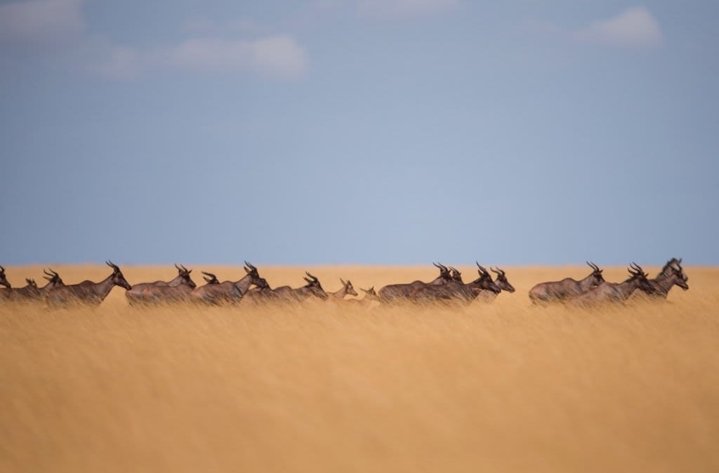 Liuwa Plain National Park image