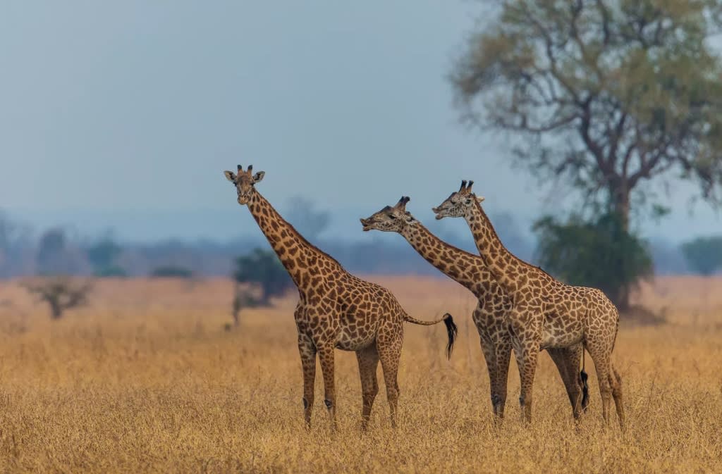 Luambe National Park image