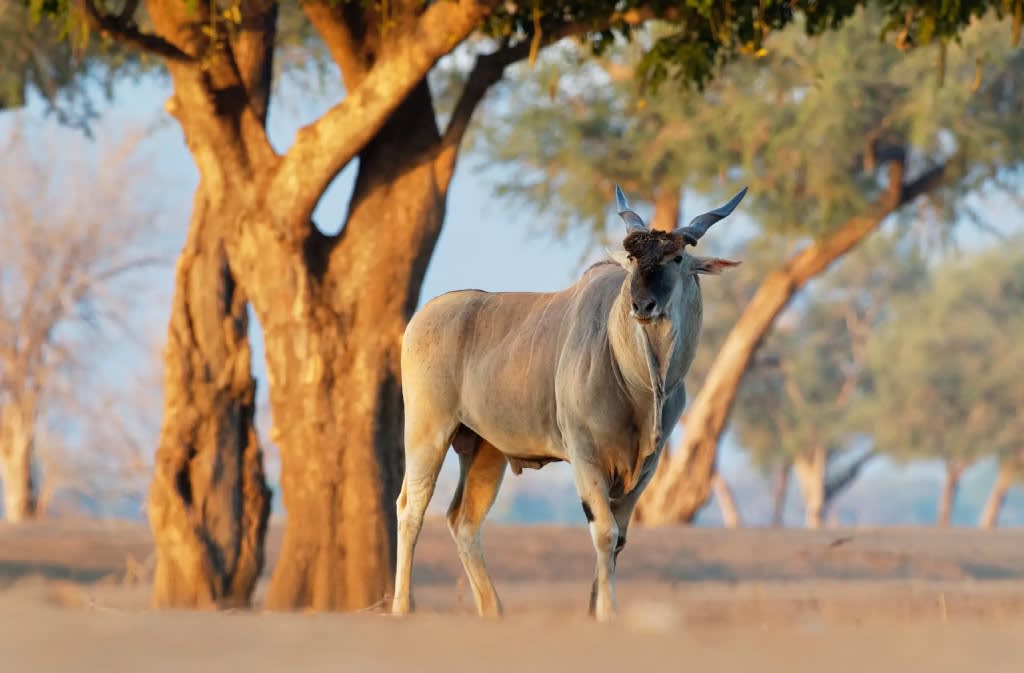 Lusaka National Park image