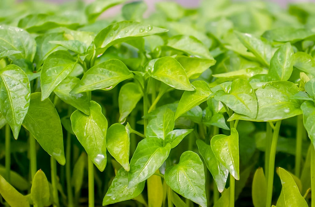 Amiran | Seeds & Seedlings, Agrochemicals in Lusaka, Zambia
