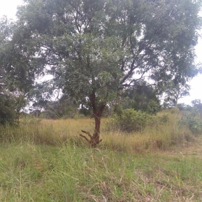 105 hectare farm vacant land for sale in Kapiri Mposhi (Zambia) image