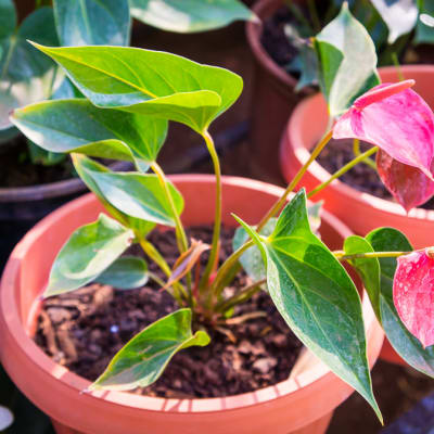 Dwarf Anthurium  Andraeanum. Flamingo Flower image