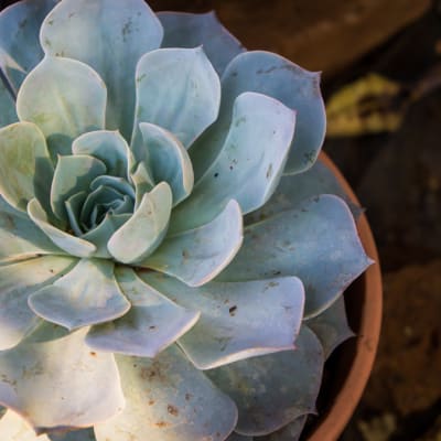 Succulent  Echeveria Elegans  Mexican Snowball image