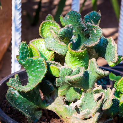 Curly Cactus Epiphyllum Epiphytic  Orchid Cactus Plant image