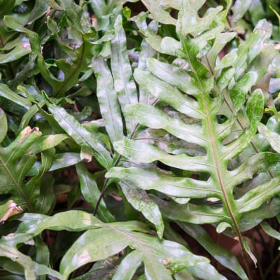 Vascular Plant Indoor & Outdoor House Plant Fern image