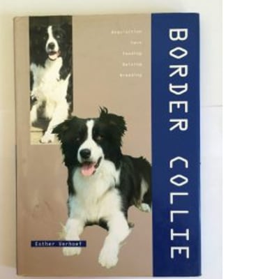 Border Collie image