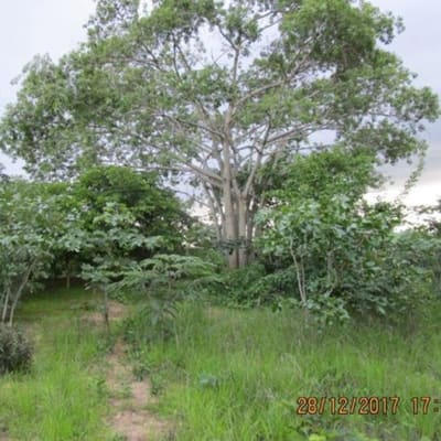 1,196Ha Farm For Sale in Serenje Farming Block image