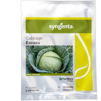 Escazu Hybrid  Cabbage Seeds image