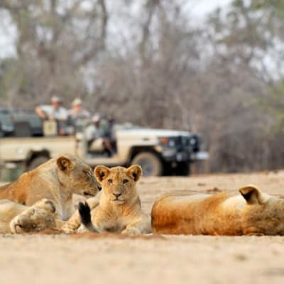 Chiawa Safaris image