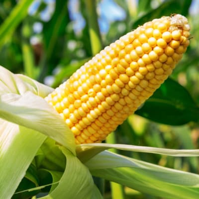 ETG Commodities Zambia image