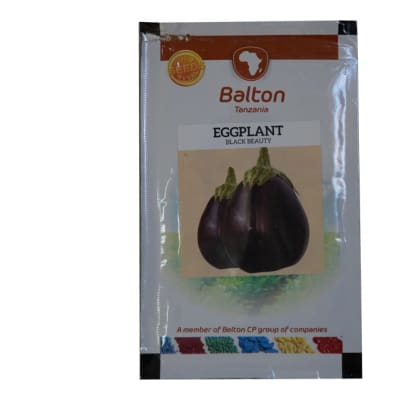 Eggplant - Black Beauty image