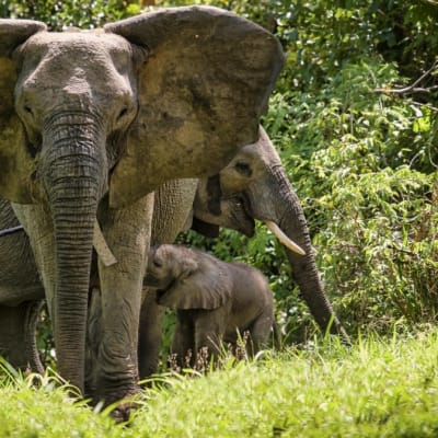 Isangano National Park image