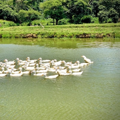 Kalimba Reptile Park image