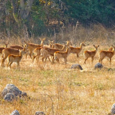 Kasanka National Park image