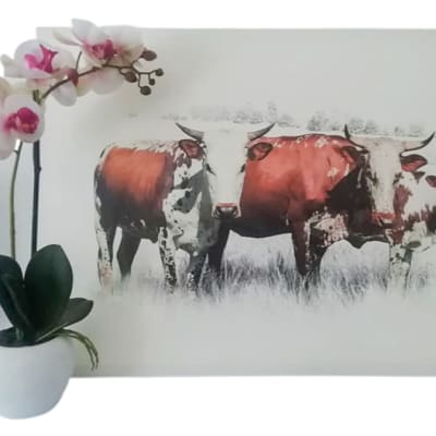 Nguni Cattle Wall Canvas image