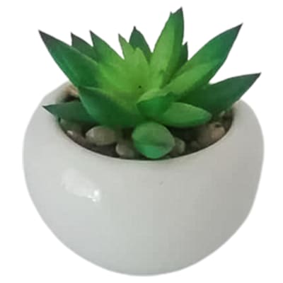 Spiky Green Succulent in round Pot image