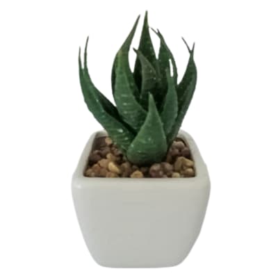 Succulent in Square Pot image