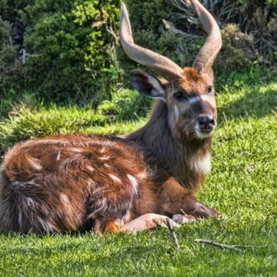 Lavushi Manda National Park image