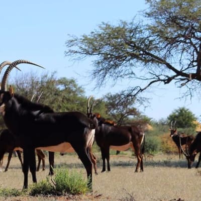 Lusenga Plains National Park image