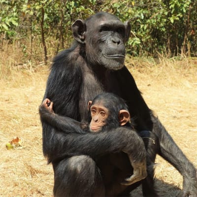 Chimfunshi Wildlife Orphanage for Chimpanzees image