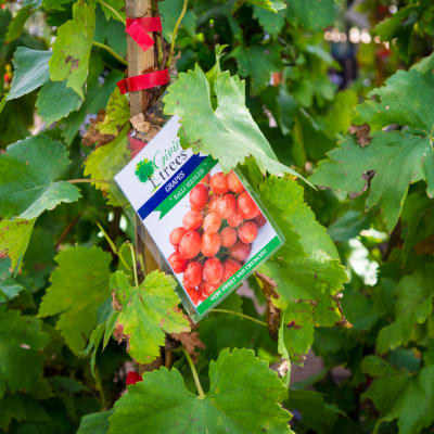 Sandy's Creations - Grape Ralli Seedless image