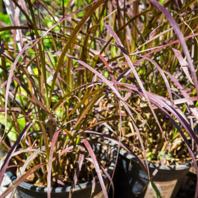 Sandy's Creations - Pennisetum Red Grass image