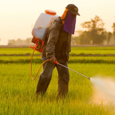 Syngenta Zambia image