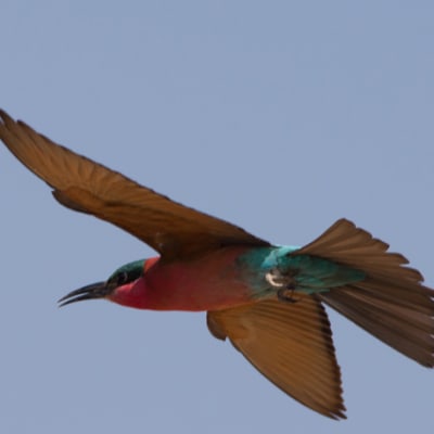 Mvuu Lodge Zambia image