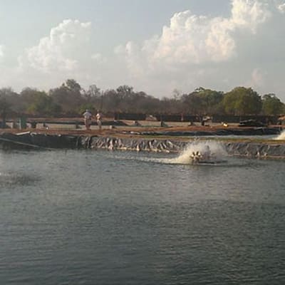 Yalelo image