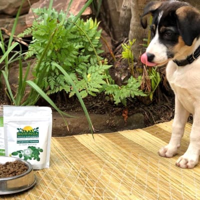 Moringa Initiative Ltd image