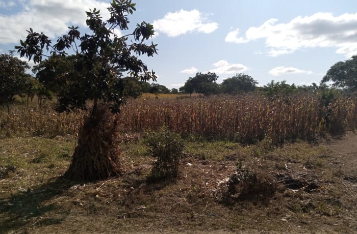 2 Acres Land for Sale, Mikango - K788,400