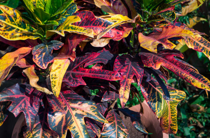 Croton  Codiaeum Variegatum San Francisco