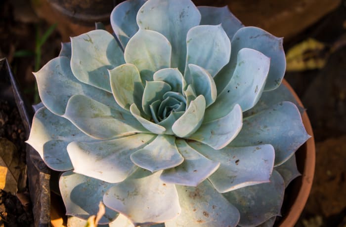 Succulent  Echeveria Elegans  Mexican Snowball