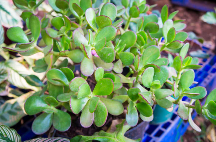 Succulent  Portulacaria Afra Elephant Bush 